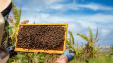 ミツバチの世界に学ぶ自然との共生